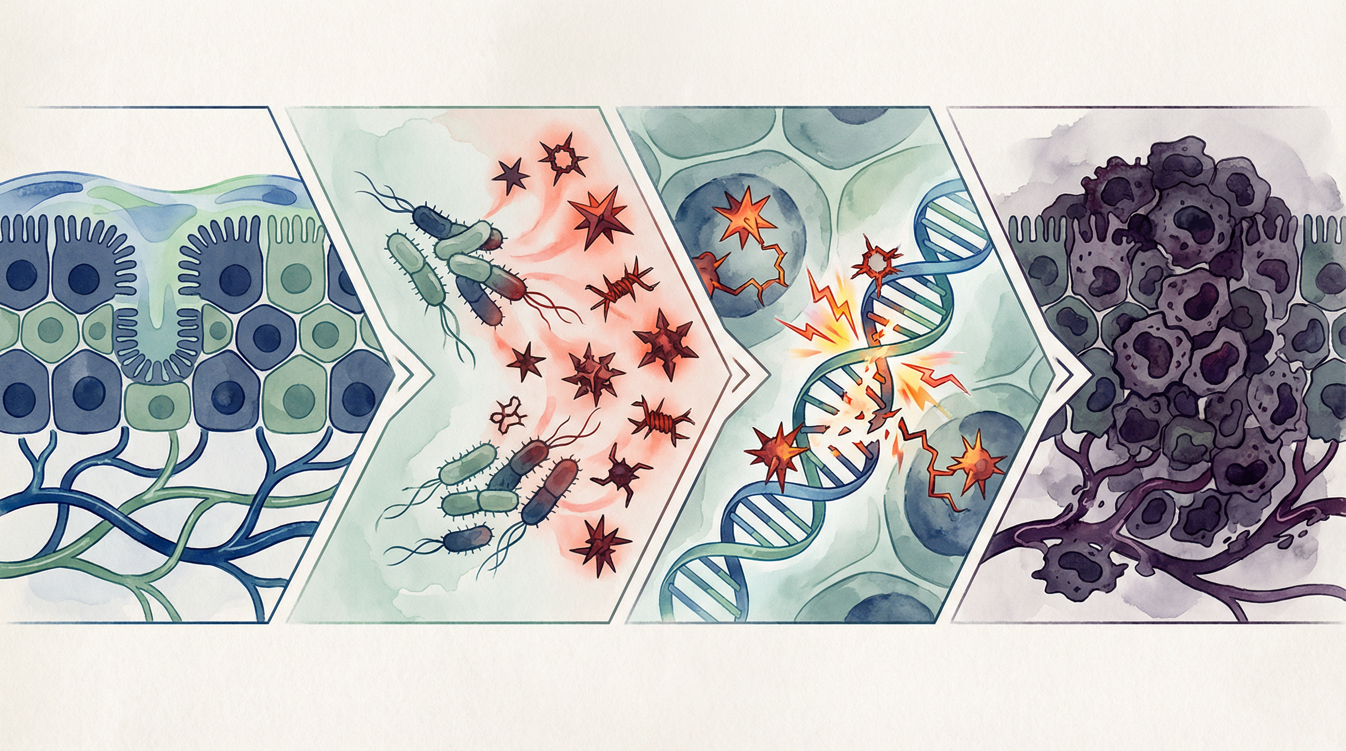 Escherichia coli e colibactina